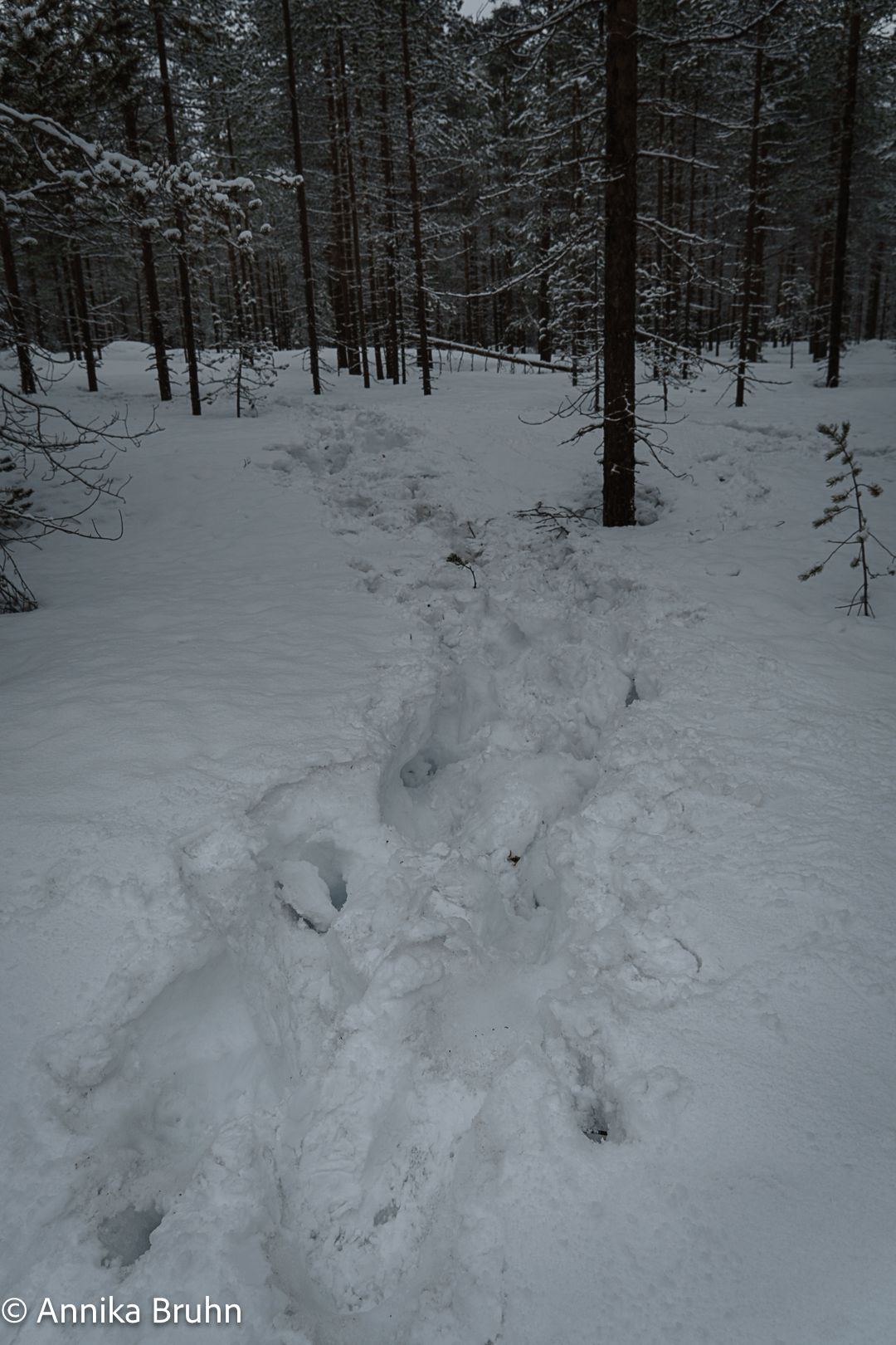 Mein Weg durch den Tiefschnee